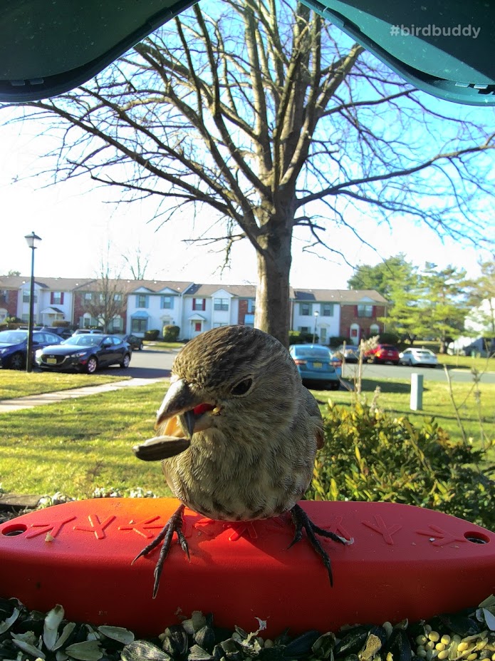 A House Finch trying to catch its food