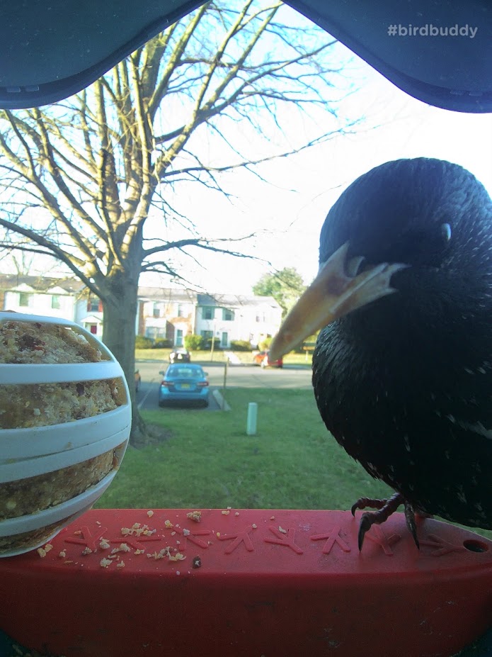 A European Starling eyes the suet ball