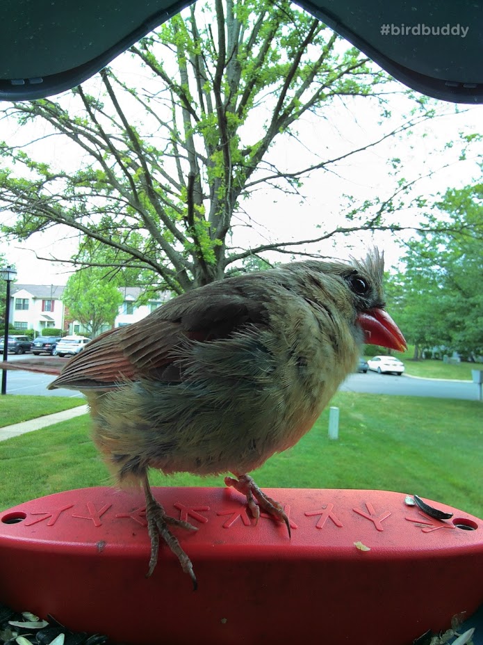 A Northern Cardinal questions the legitimacy of the food source