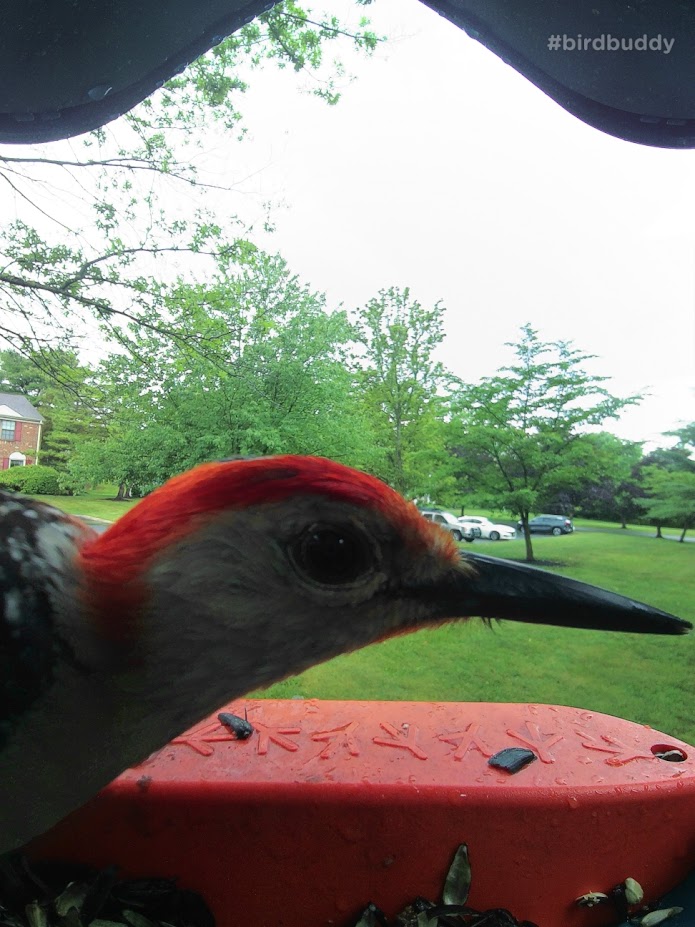 A Red-Bellied Woodpecker shows off their beak