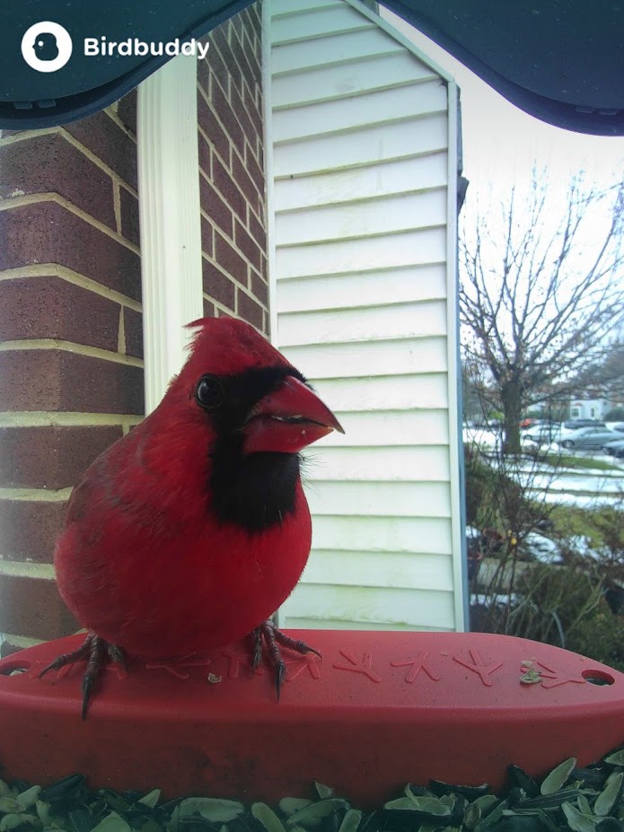 A Northern Cardinal rests for a second